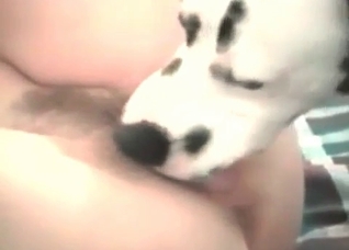 Dalmatian dog sucking whore's pussy