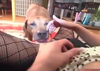 Dog eating whore's pussy after licking