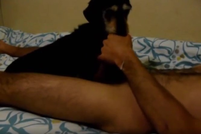 Dog licking man's cock and gets cum in his mouth