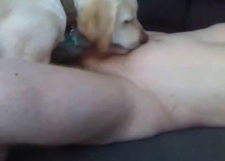 Dog licking the ass of the gay guy who came in the handjob