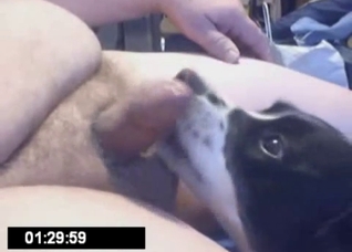 Dog sucking fat guy's dick
