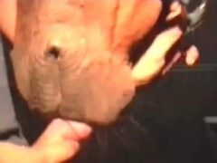 Horse licking guy’s big dick