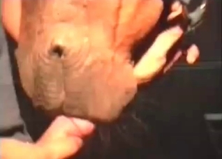 Horse licking guy's big dick