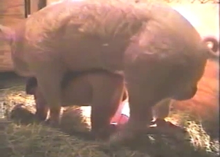 Pig eating the ass of a gay man on all fours
