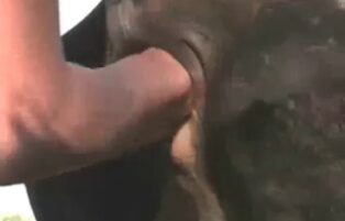 Video of a lesbian sticking her hand in a cow's pussy