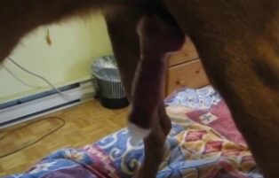 Video of dog cumming in a condom