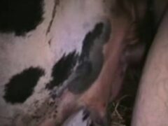 Zoophilia of man having sex with a cow