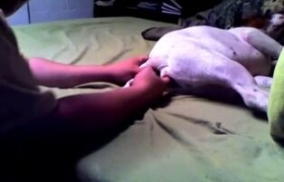 Zoophilia porn with man punching dildo on dog
