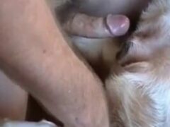 Animal sex gifted man fucking bitch’s big pussy