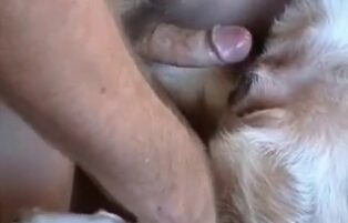 Animal sex gifted man fucking bitch's big pussy