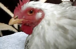 Bestiality horny man eating chicken