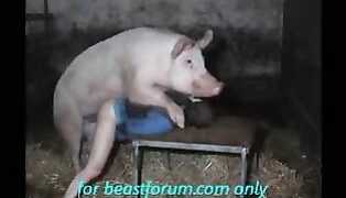 314px x 180px - Big pig animal gay sex fucking man on all fours - Zoo Xvideos