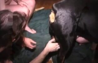Bitching video with two gay men sucking the dog's cock