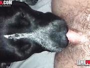 Dog licking hot zoofila’s hairy pussy