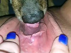 Dog sticking his tongue in woman’s greasy pussy