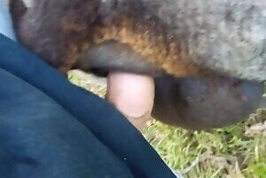 Fucking black sheep pussy and cumming a lot of cum