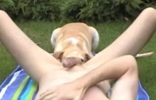 Gay porn of dog licking man's ass and hard cock