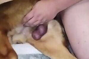 Gay zoophilia man fucking dog's tight ass