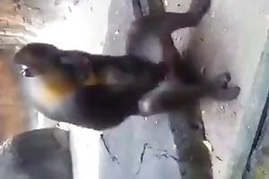 Video porn monkey jerking off