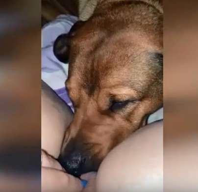 Xvideos animal dog licks woman's big pussy