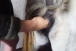 Zoophilia porn man sticking fist in pony's ass