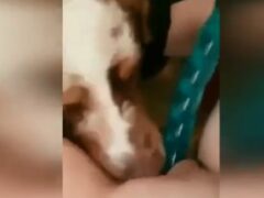 Zoophilia sex dog licking bitch’s hot pussy