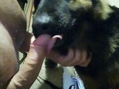 Zoophilia video dog licking guy’s cock