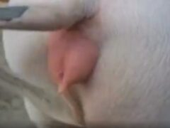 Zoophilia video man having sex with a big sow