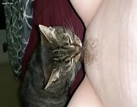 Cat licking woman’s hairy pussy