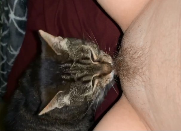 Cat sucking on teenage girl's hairy pussy
