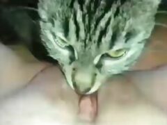 Cat sucking woman’s thick pussy