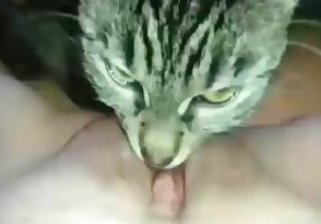 Cat sucking woman's thick pussy