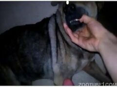 Dog licking gifted owner’s dick