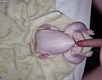 Fucking slaughtered chicken and cumming inside