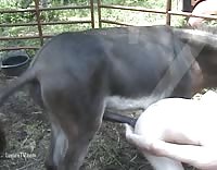 Gay man having sex with a donkey outdoors