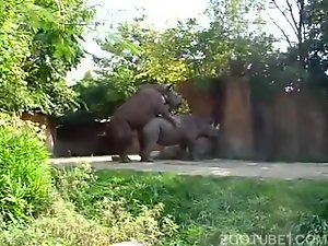 Horny rhino having sex outdoors