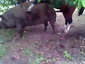 Horse fucking the horny sow