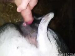 Man eating the nut and cumming in the pussy