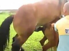 Animal porn horses having sex