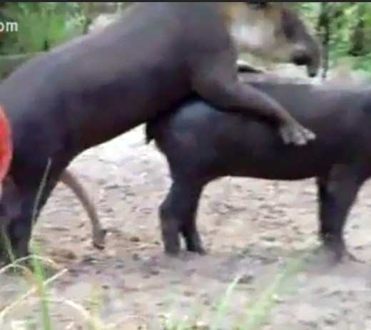 Porn video of Couple of tapirs mating