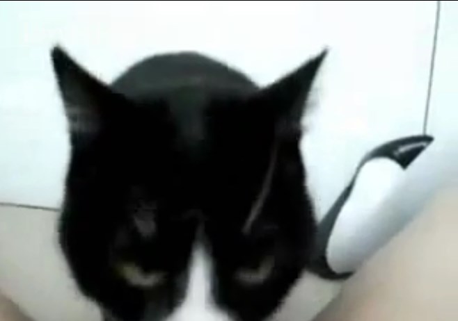 Cat licking the naked owner's pussy