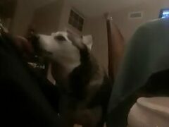 Dog licking owner’s dick who enjoys a lot