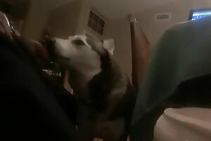 Dog licking owner's dick who enjoys a lot