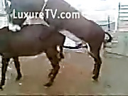 Donkey eating the other's ass and filling it with cum