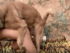 Having sex with an animal, fucking a dog in the forest