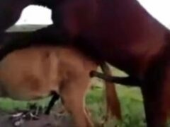 Horse eating another horse’s ass zoophilia video