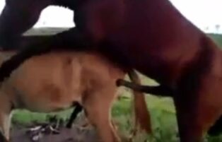 Horse eating another horse's ass zoophilia video