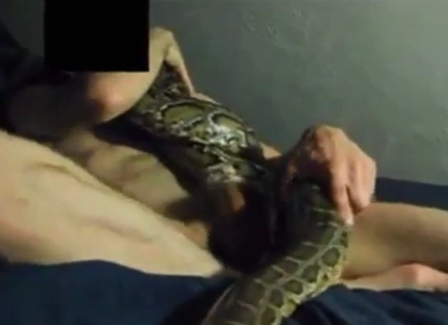 Man fucking snake horny and cumming
