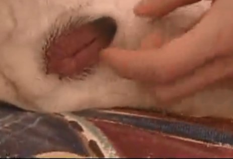 Oral sex man sucking a dog's pussy