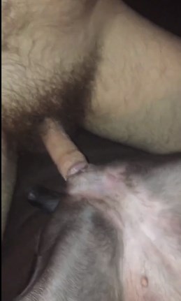 Dick entering bitch pussy in zoophilia